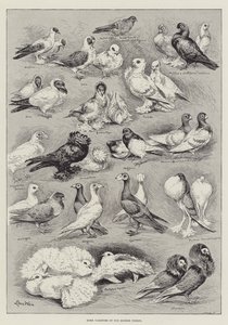 Quelques variétés du pigeon moderne - Louis Wain
